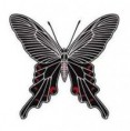 /album/batterfly-farfalla/black-butterfly-jpg/